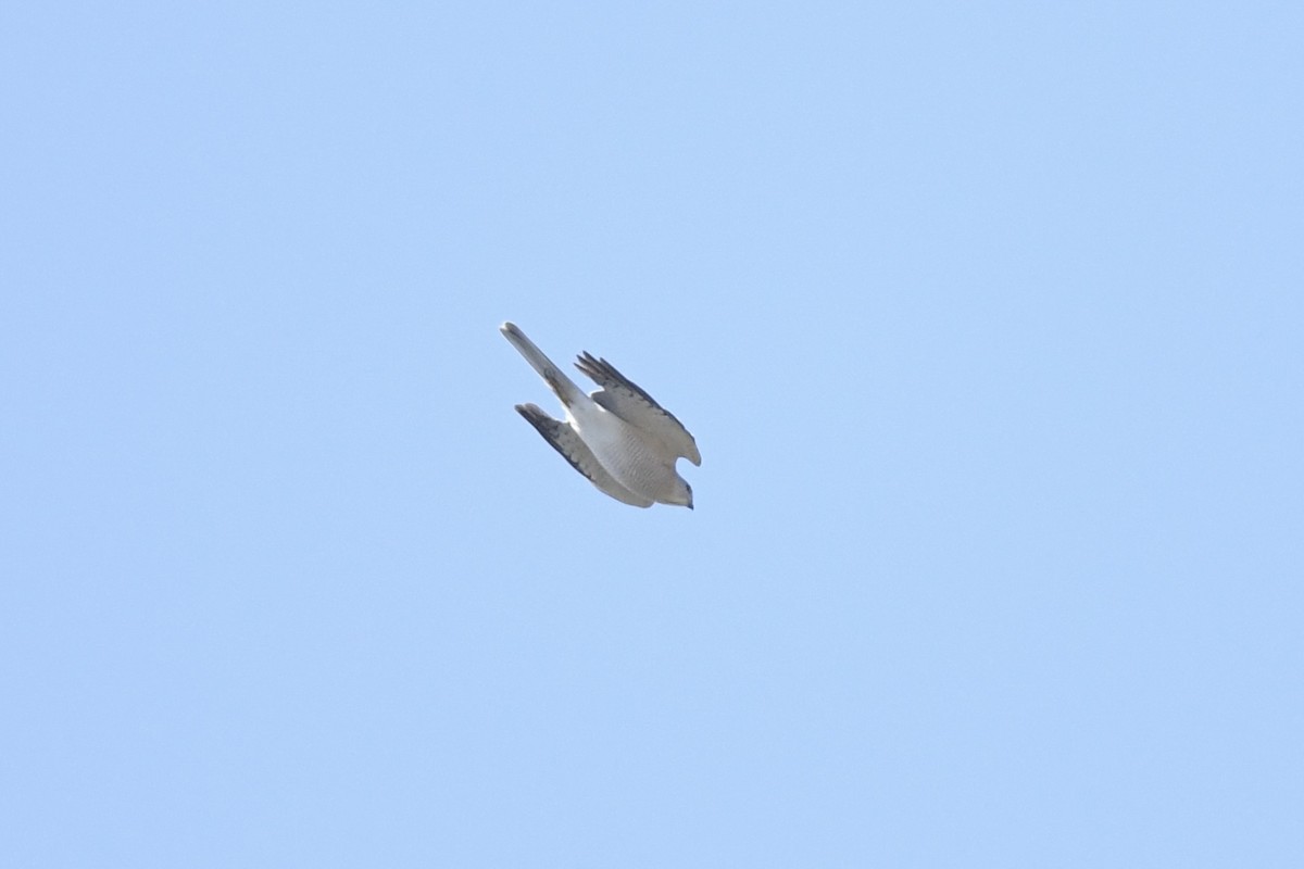 Épervier shikra - ML421362341