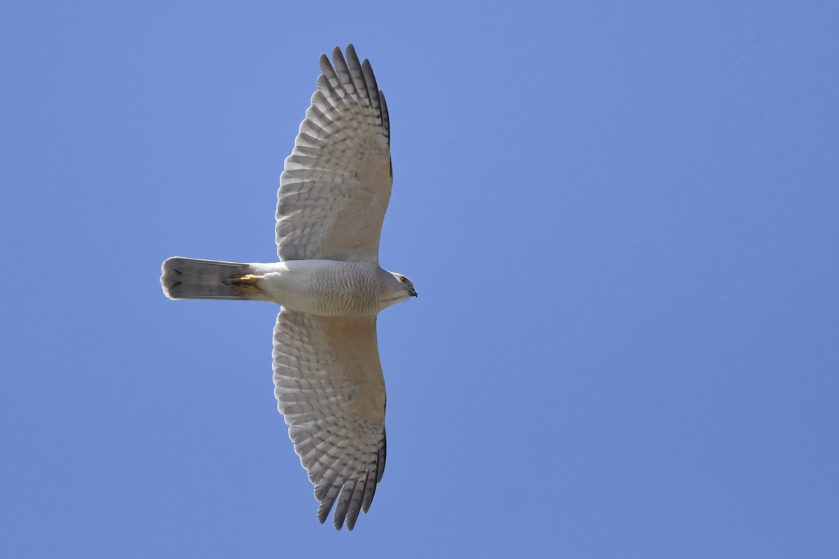 Épervier shikra - ML421362361