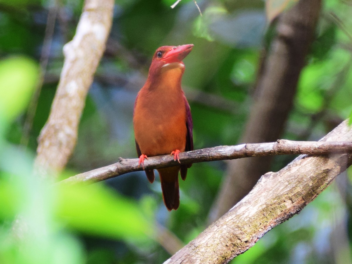 Ruddy Kingfisher - ML421364601