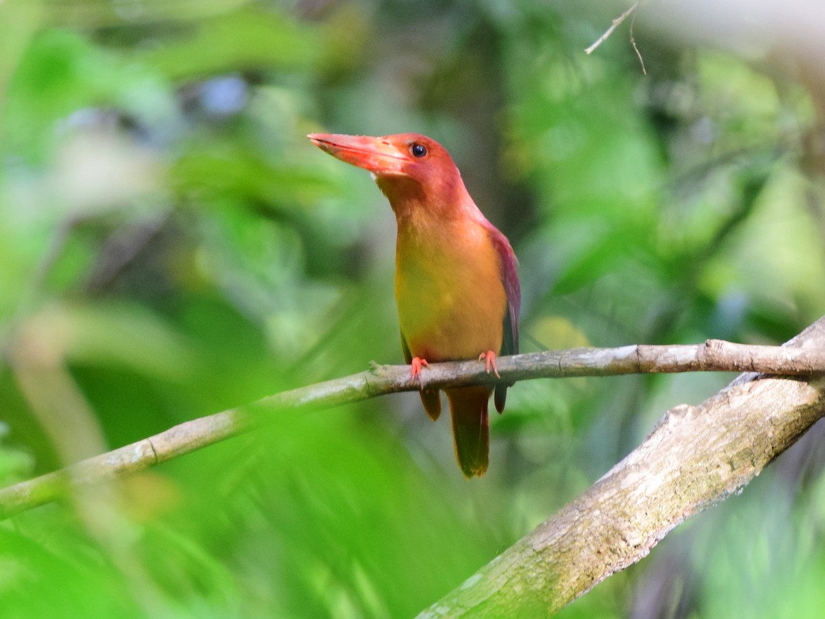 Ruddy Kingfisher - ML421364611