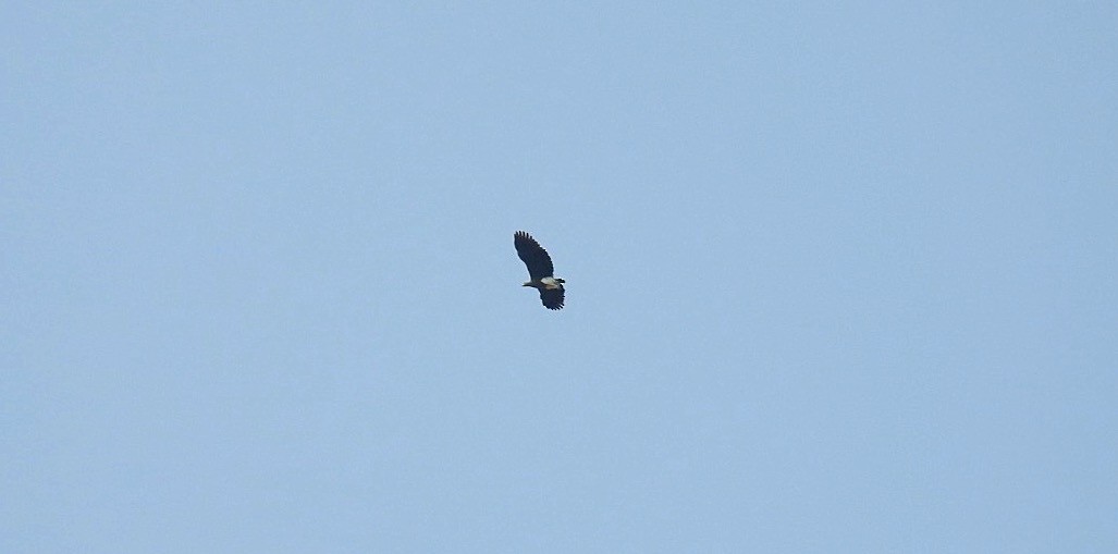 Lesser Fish-Eagle - Sureshbabu K