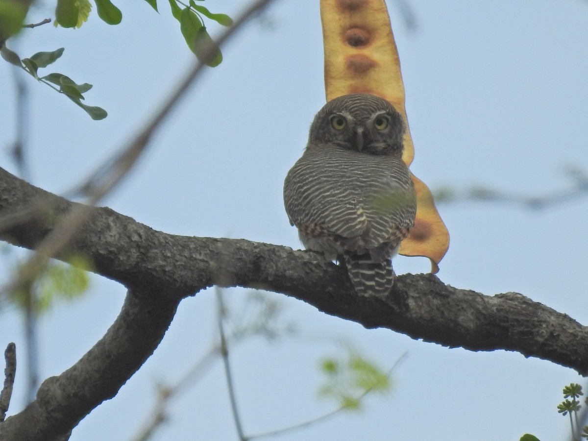 Jungle Owlet - ML421364641