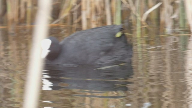 Eurasian Coot - ML421364931