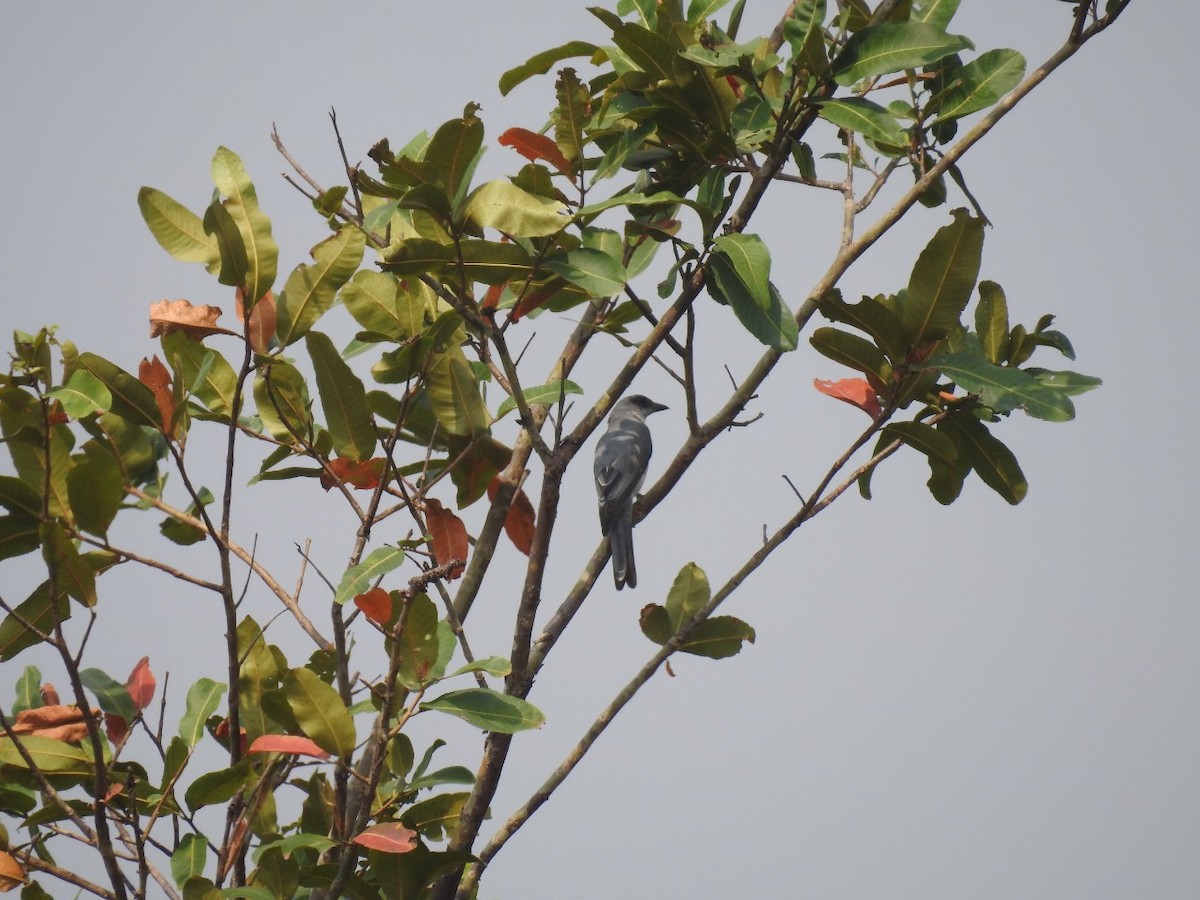 Large Cuckooshrike - ML421365031