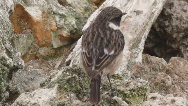 European Stonechat - ML421365071