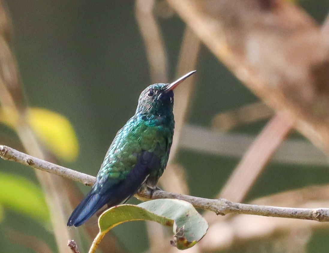 Blue-chinned Sapphire - Elby Anderson A Silva