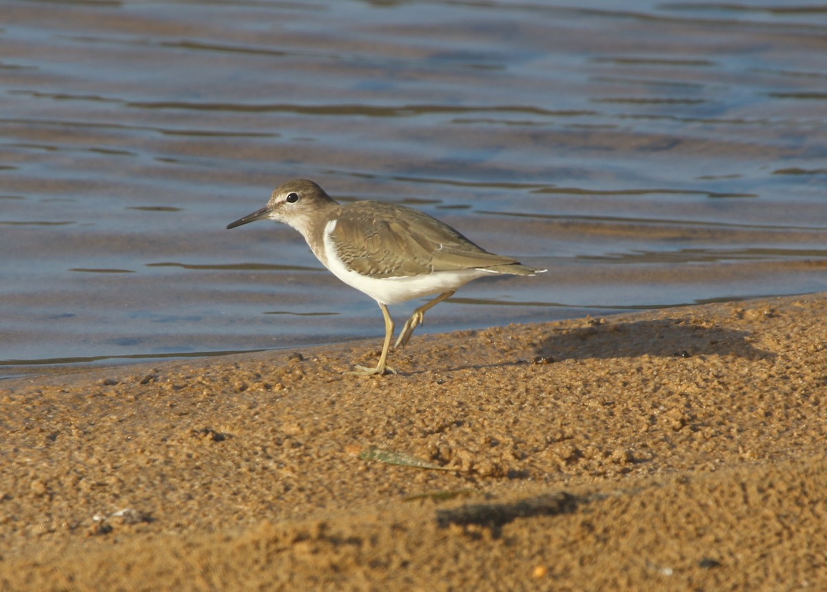 Common Sandpiper - ML421366741
