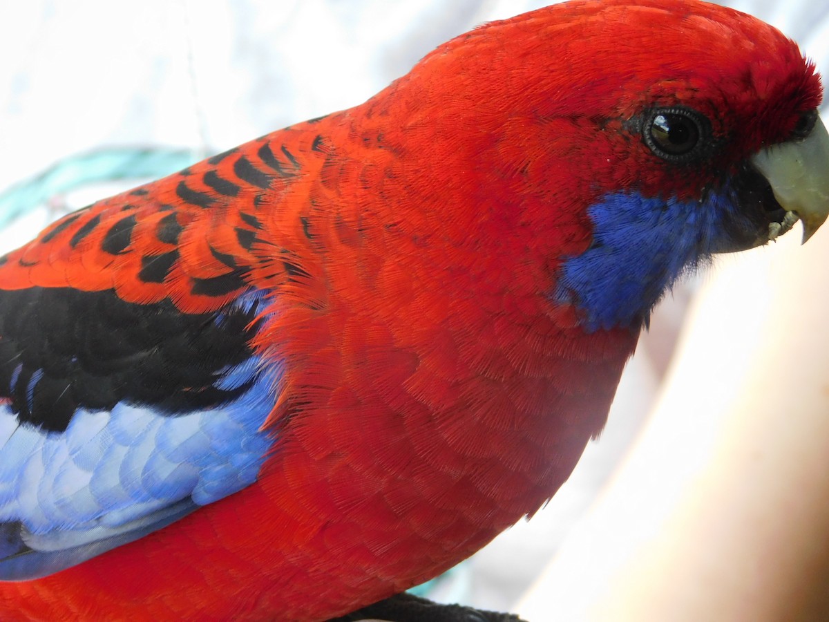 Crimson Rosella - ML421366801