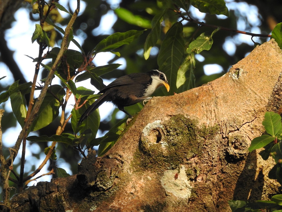 Indian Scimitar-Babbler - ML421368681