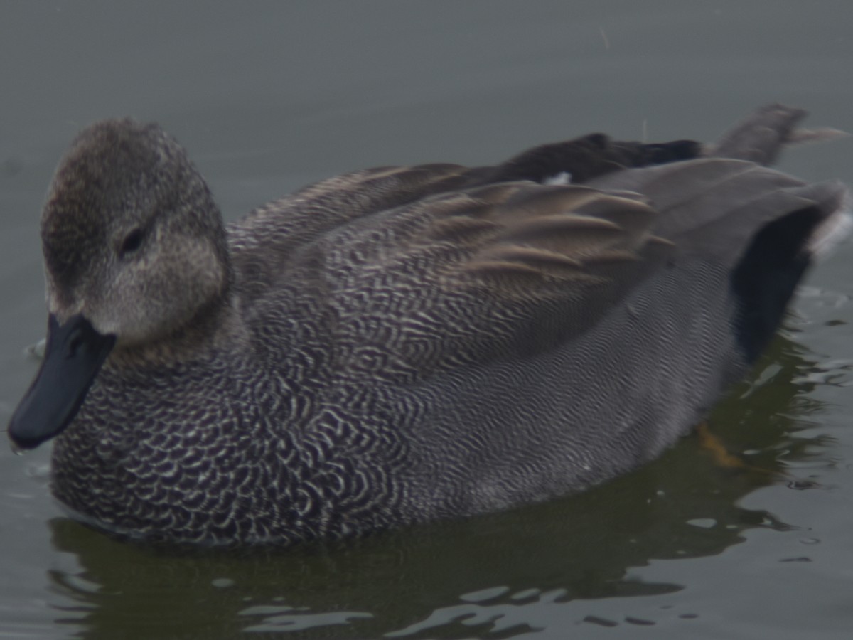 Gadwall - ML421370411