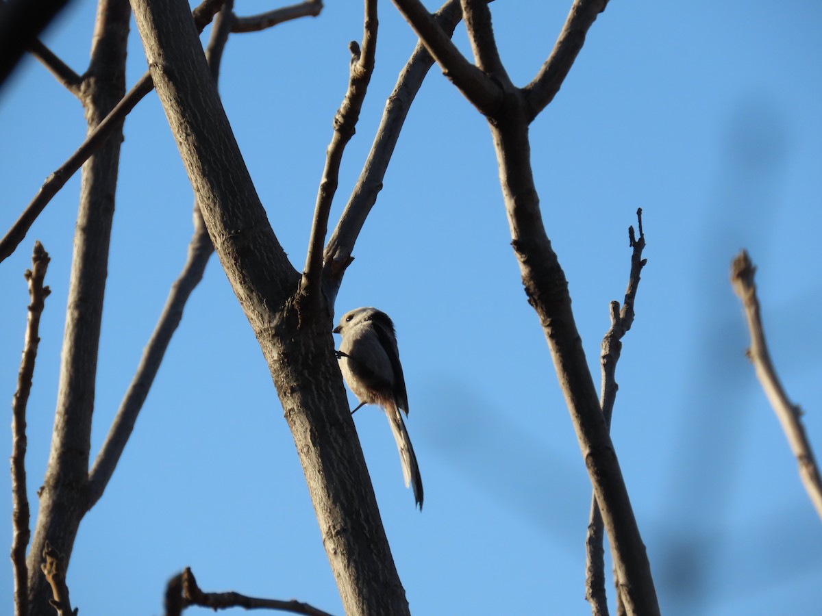 Сүүлт хөх бух - ML421371461