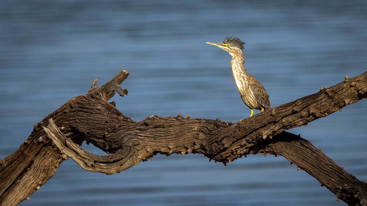 Striated Heron - ML421372961