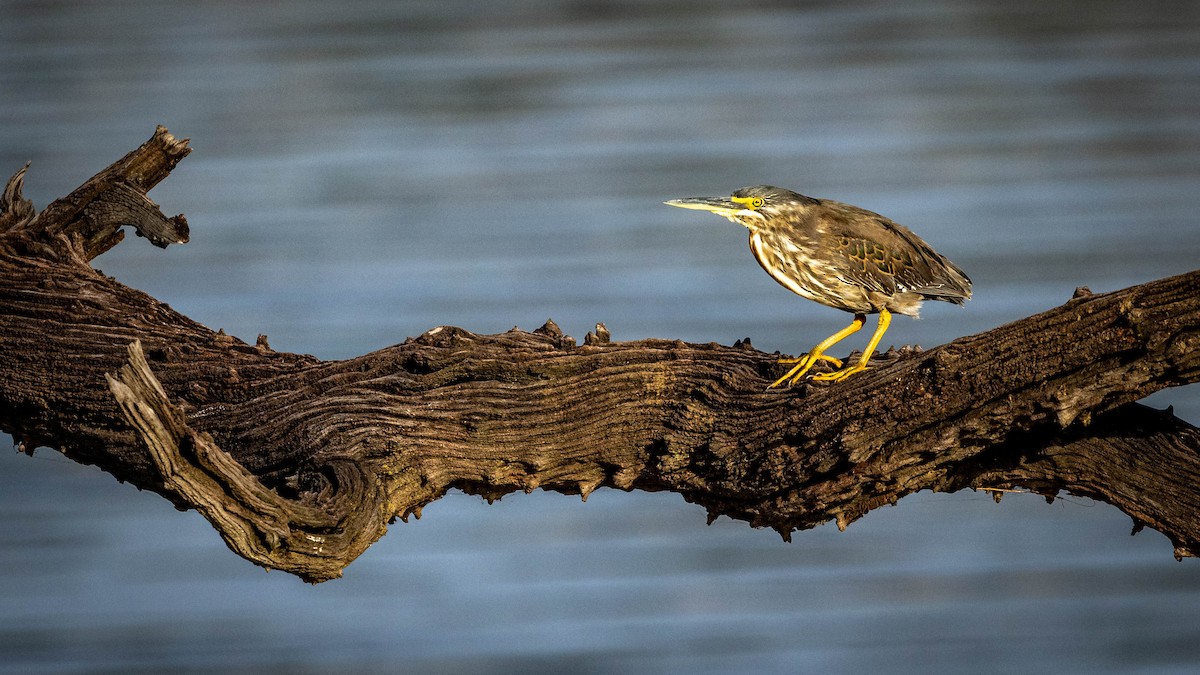 Striated Heron - ML421373251