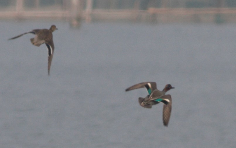 Green-winged Teal - ML421375921