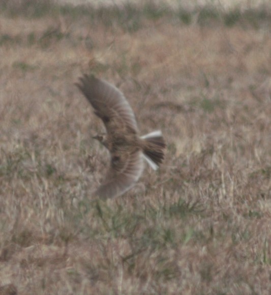 Eurasian Skylark - ML421375931