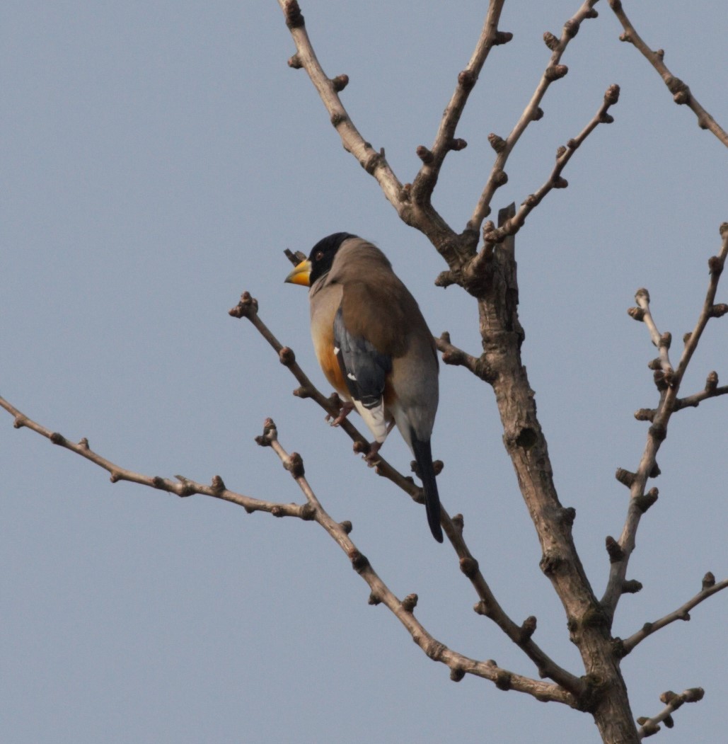 Yellow-billed Grosbeak - ML421376071