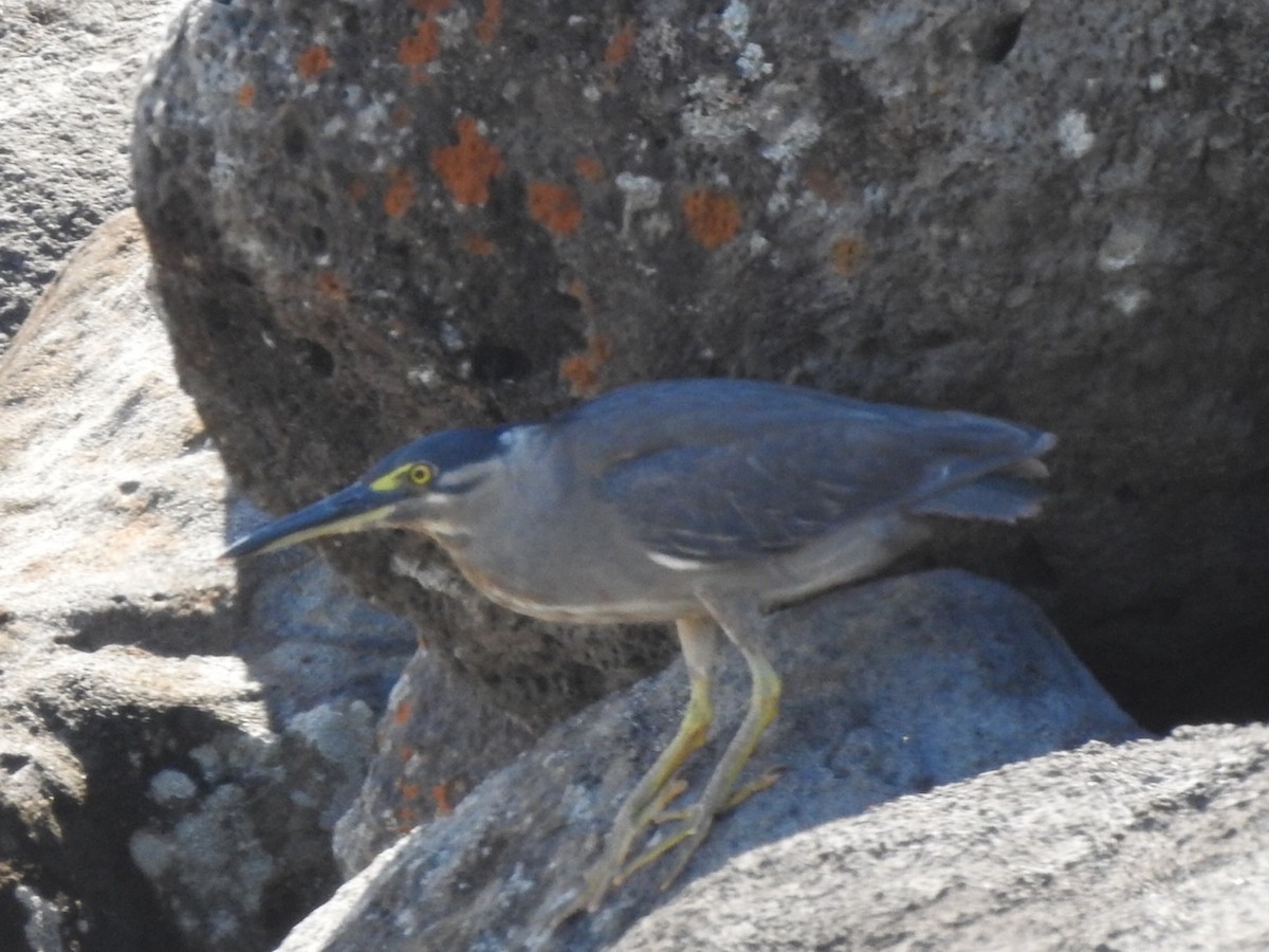 Striated Heron - ML421376431