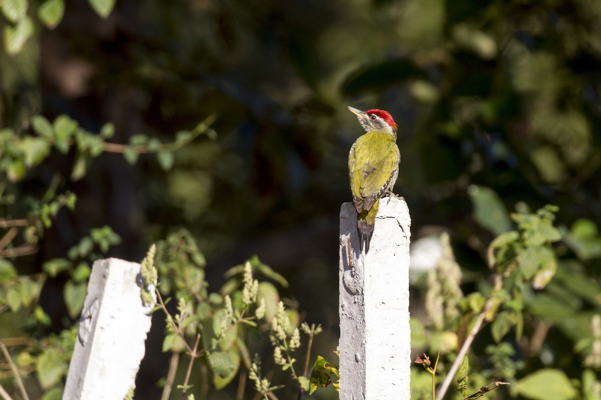 Streak-throated Woodpecker - ML421376651