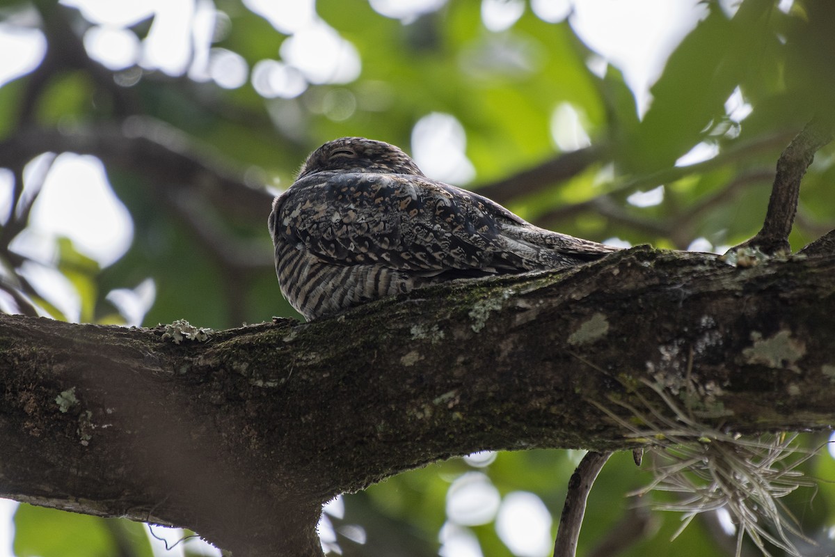 Common Nighthawk - Luiz Carlos Ramassotti