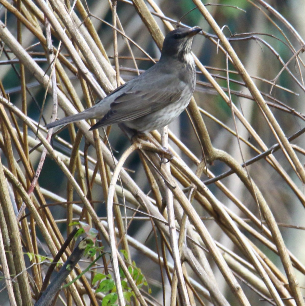 Black-throated Thrush - Amol Gokhale