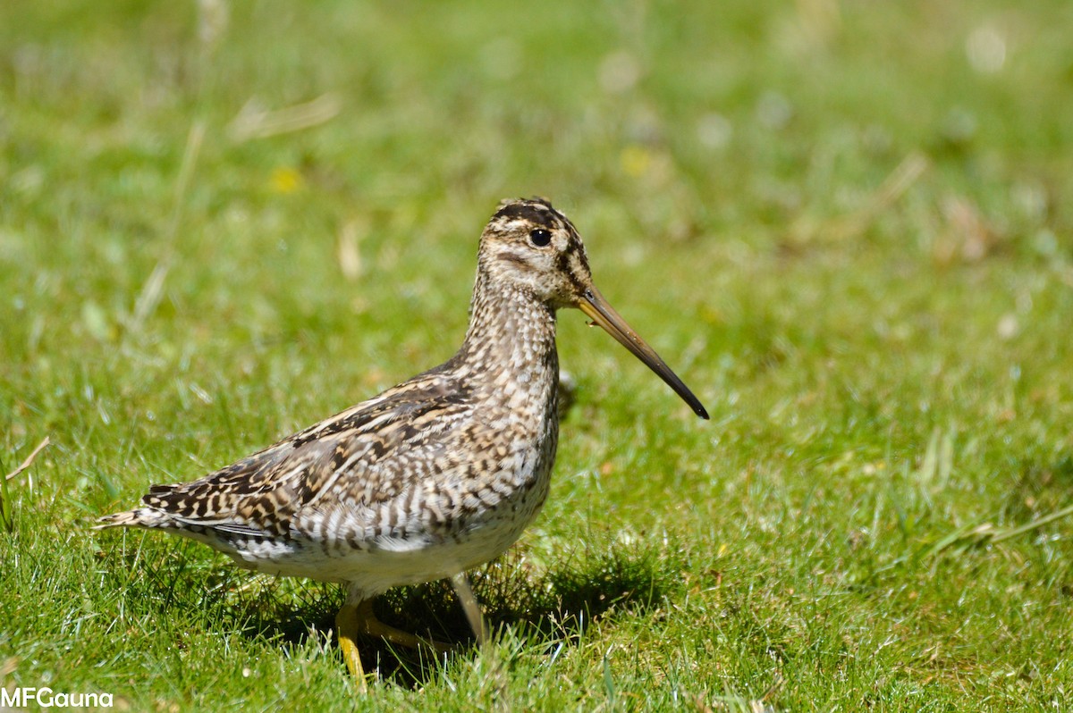 Pantanal/Magellanic Snipe - ML421378021