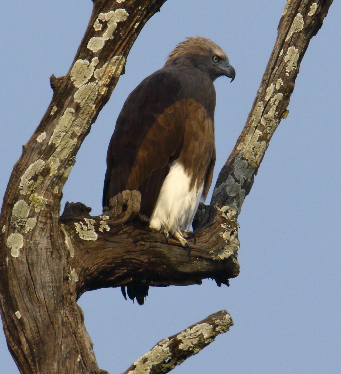 Braunschwanz-Seeadler - ML421378101