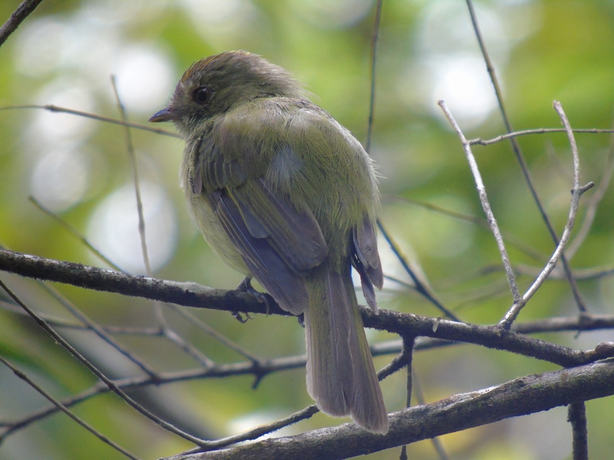 Serra do Mar Tyrant-Manakin - ML421378201