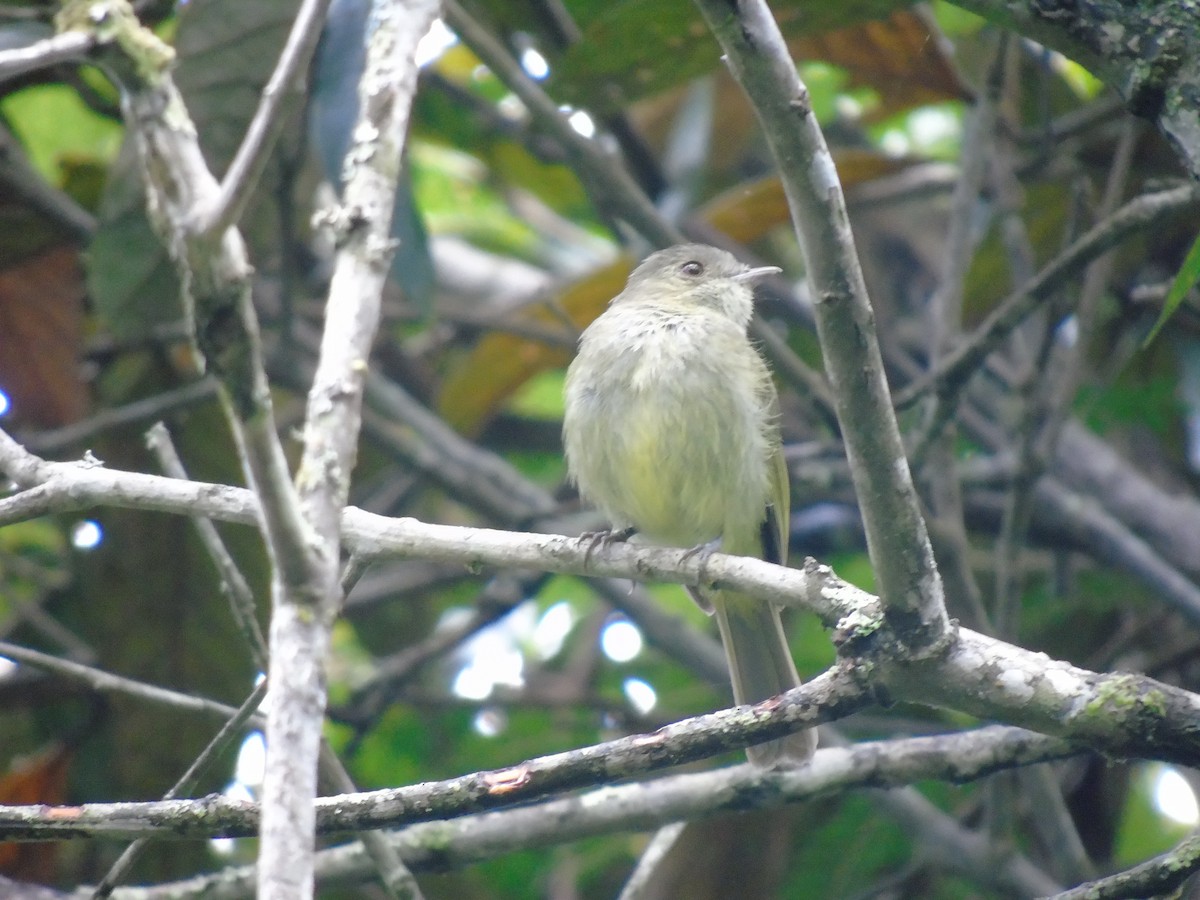 Serra do Mar Tyrant-Manakin - ML421378211