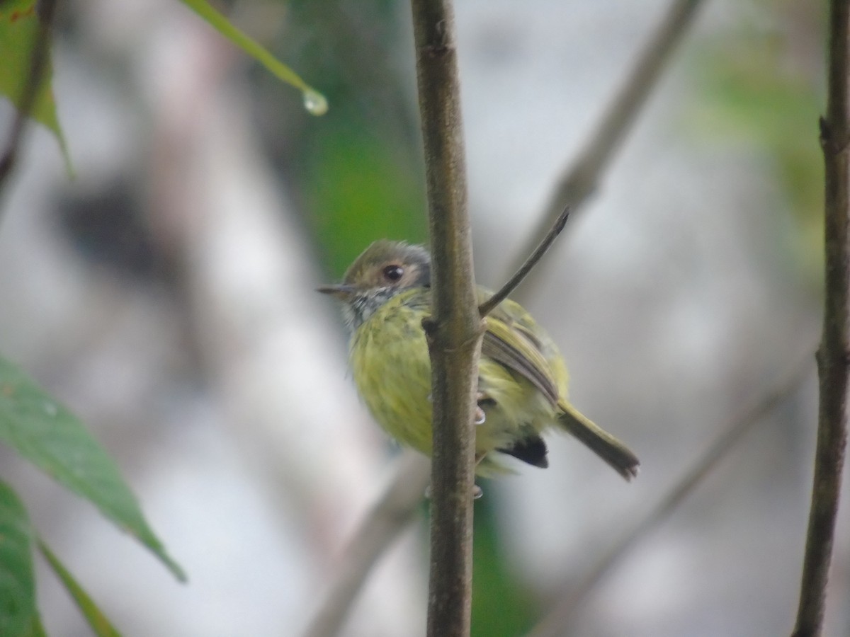 Eared Pygmy-Tyrant - ML421378291