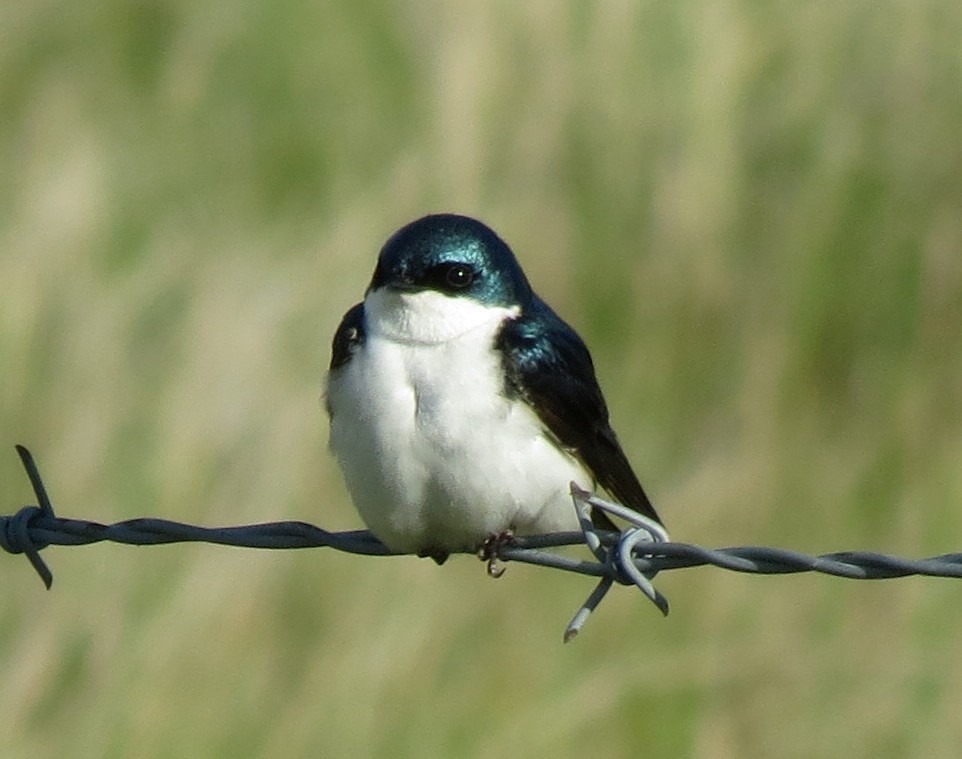 Tree Swallow - ML42138081