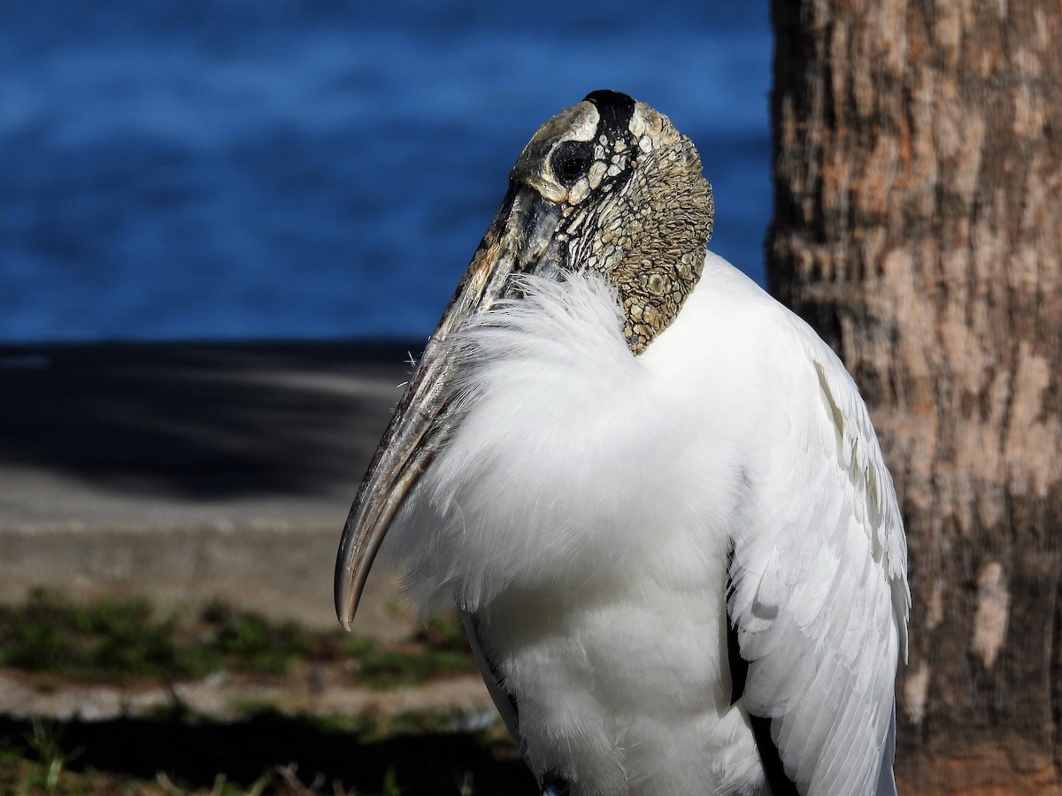 Wood Stork - ML421382421