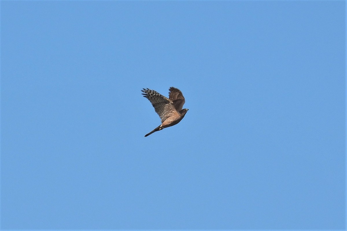 Cooper's Hawk - ML421382471