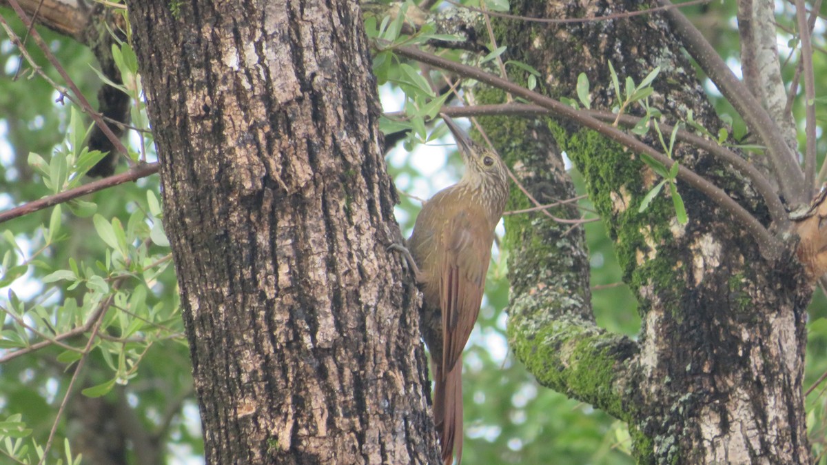 Planalto Woodcreeper - ML421382541