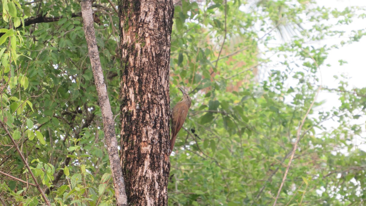 Planalto Woodcreeper - ML421382571
