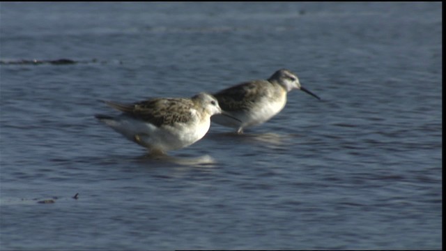 Wilson's Phalarope - ML421385