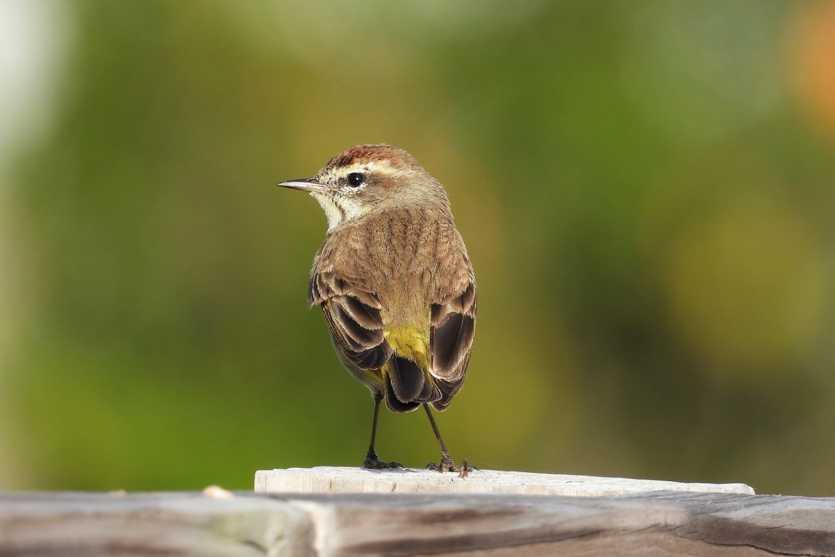 Palm Warbler - ML421385361