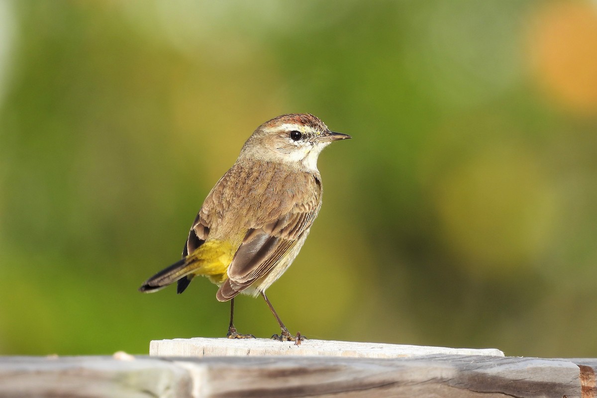 Palm Warbler - ML421385411