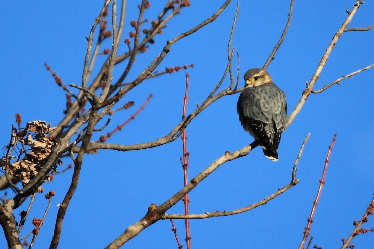 Belatz txikia (columbarius) - ML42138581