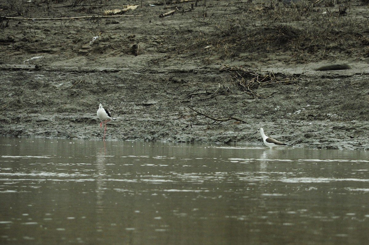 Pied Stilt - ML421386921