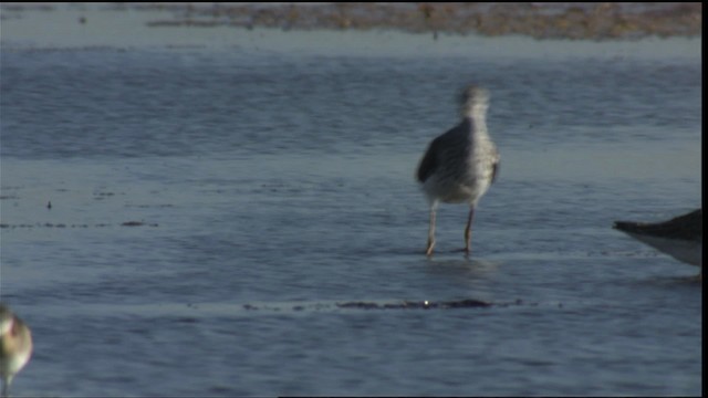 Greater Yellowlegs - ML421387