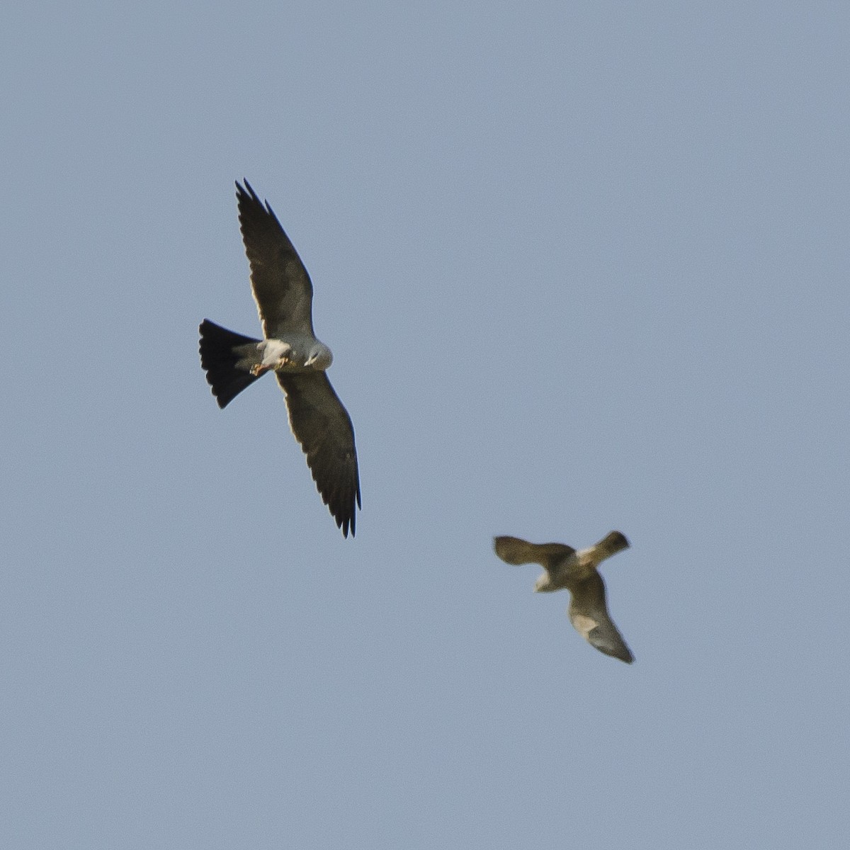 Mississippi Kite - ML421387631