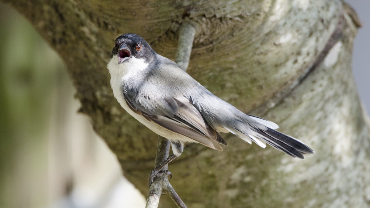 Black-capped Warbling Finch - Ignacio Zapata