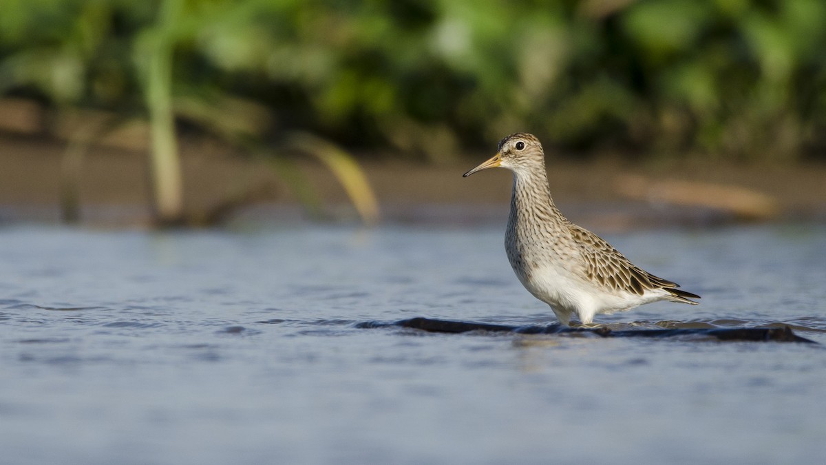 Pectoral Sandpiper - ML421387751