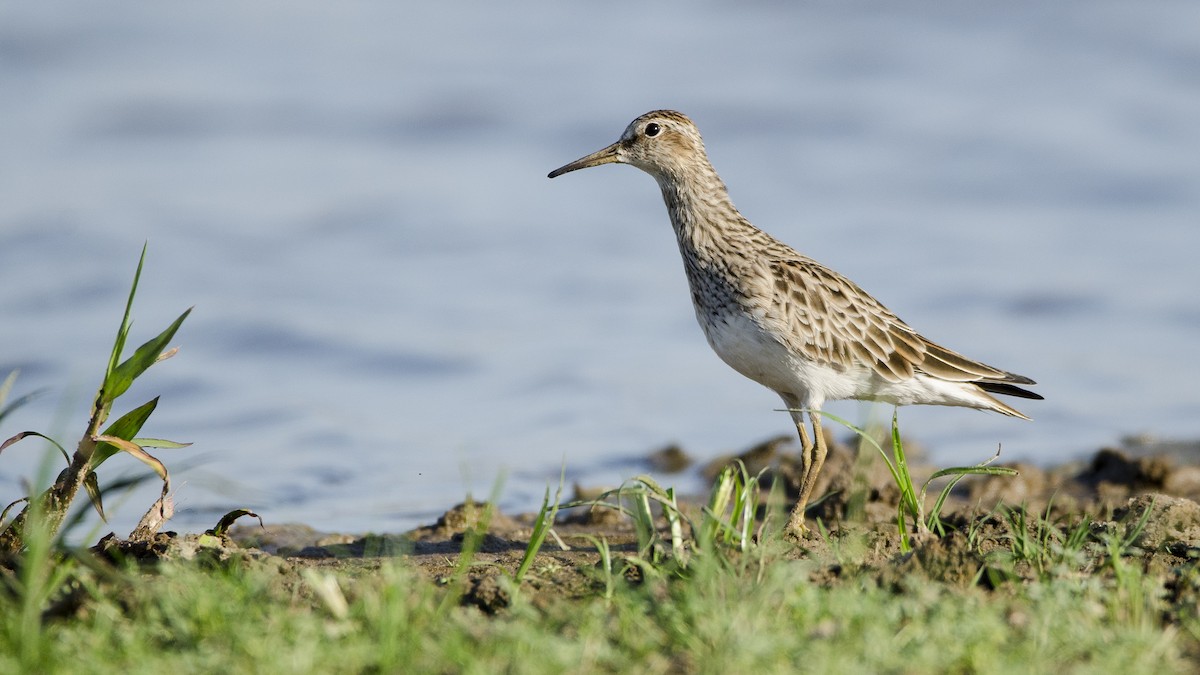 Pectoral Sandpiper - Ignacio Zapata