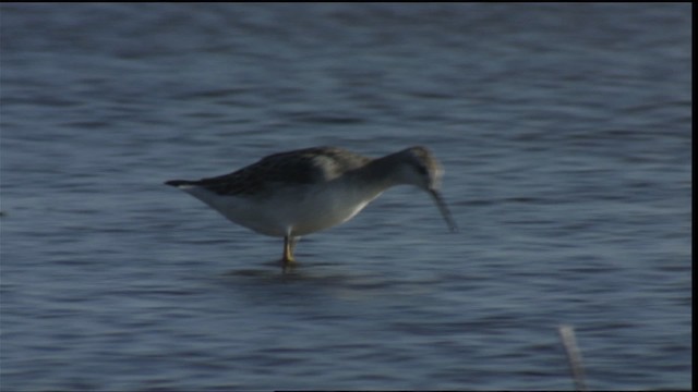 Wilson's Phalarope - ML421388