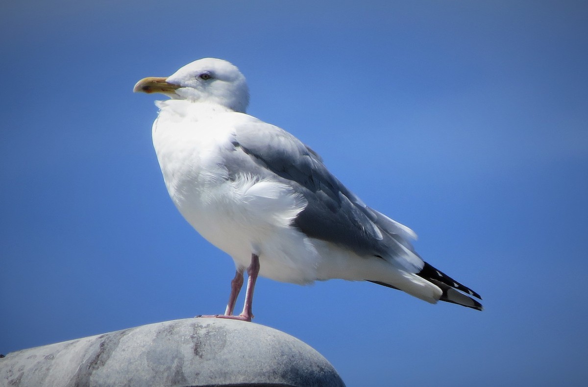 Herring Gull - ML421388851