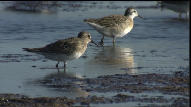 Least Sandpiper - ML421390