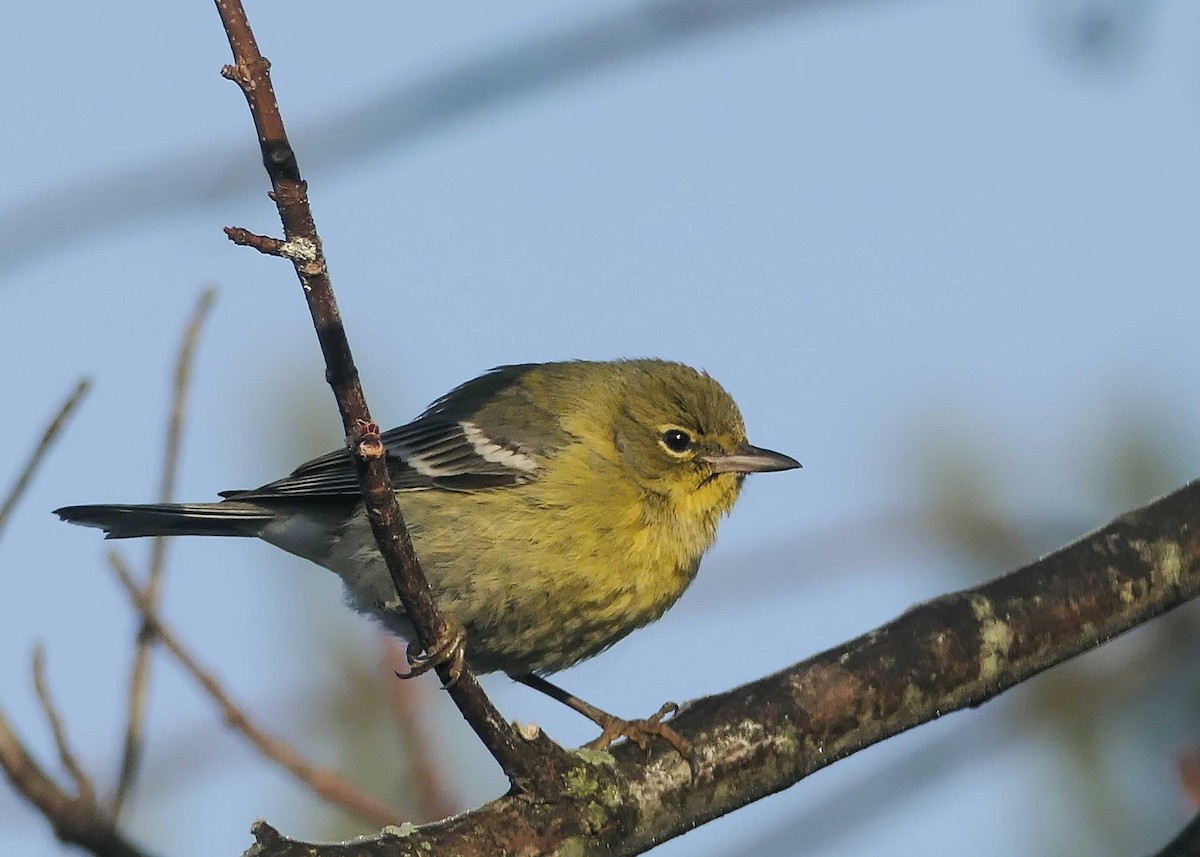 Pine Warbler - ML421390881