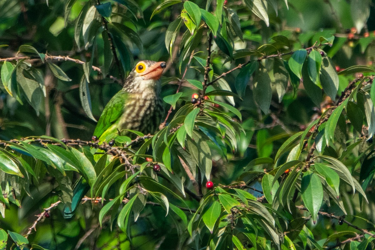 Lineated Barbet - ML421390921