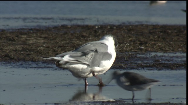 Gaviota Pipizcan - ML421391